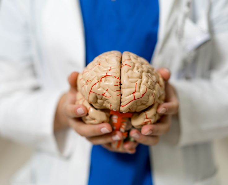 Researcher examines a human brain model in a lab setting. A researcher holds a detailed model of a human brain, showcasing neuroanatomy in a laboratory